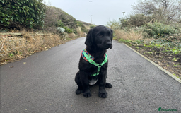 Flat coated Retriever dogs for sale: Beautiful Labrador retriever flatcoat gundog pups  in Haywards Heath - Image 21
