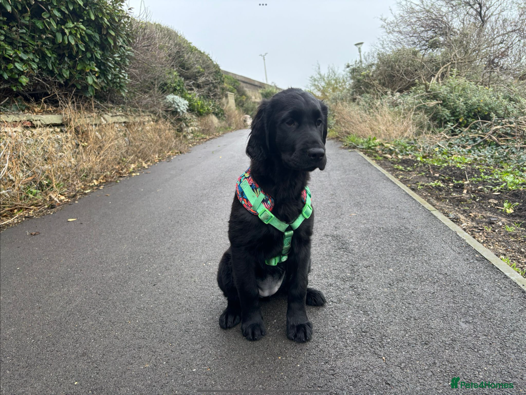 Flat coated Retriever dogs for sale: Beautiful Labrador retriever flatcoat gundog pups  in Haywards Heath - Image 21
