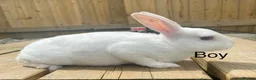 Rex rabbits for sale: Pure bred mini Rex 🐰  - Advert 3