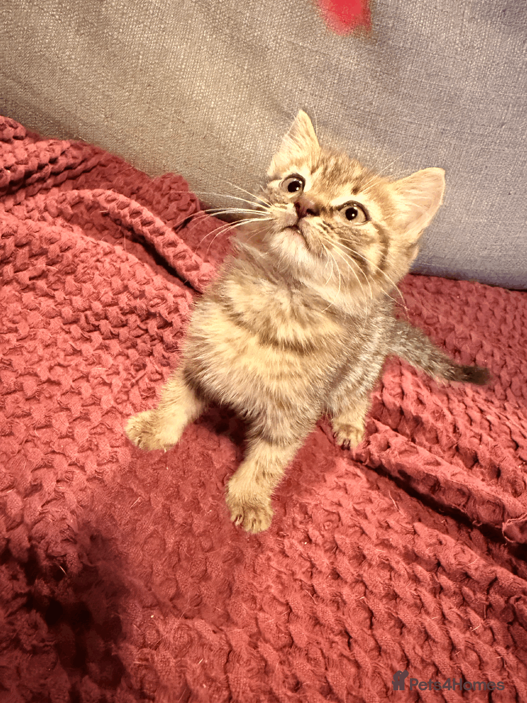 Mixed Breed cats for sale: 4x Himalayan x marble bengal x. Free 4w insurance  - Image 11