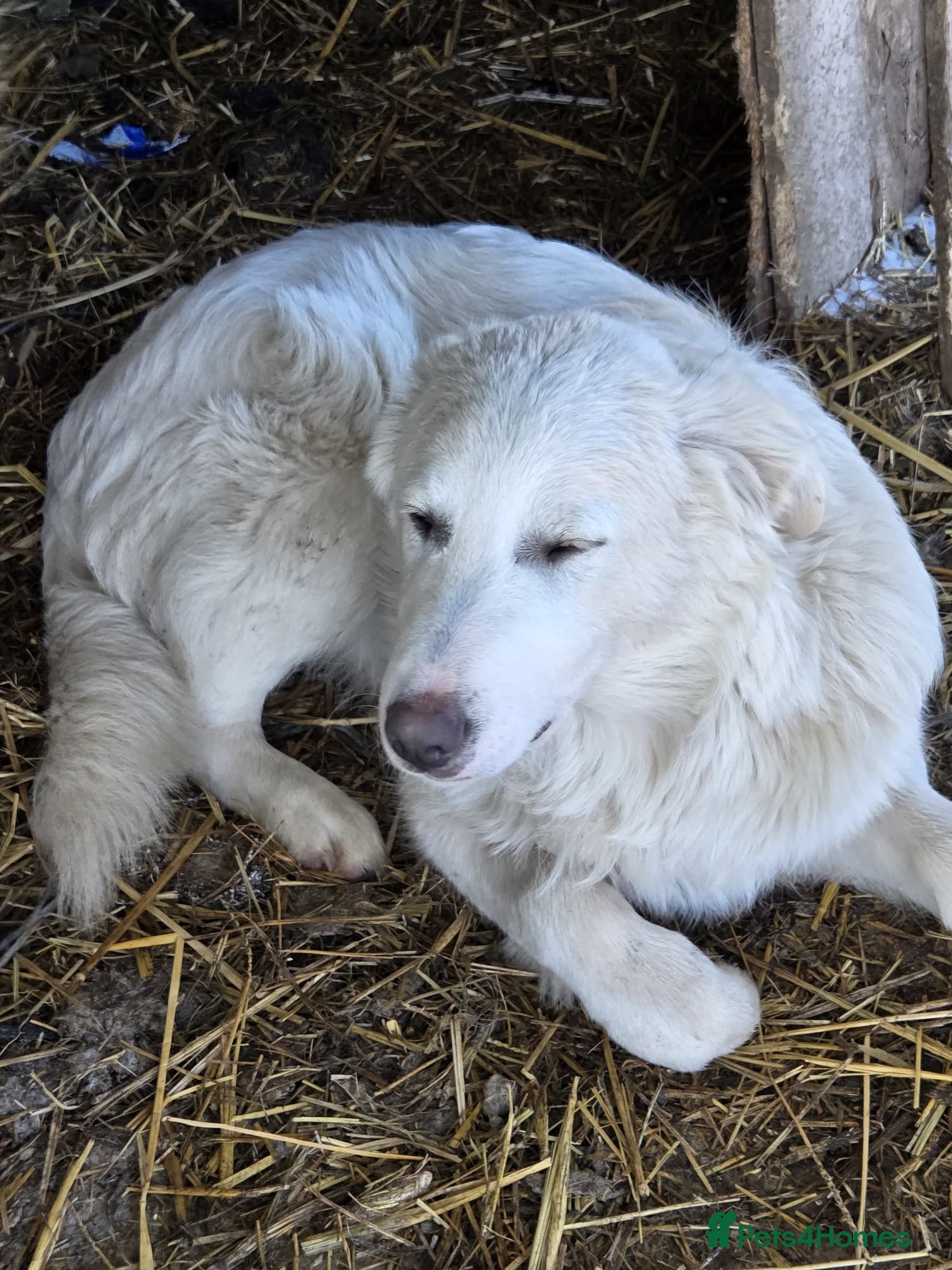 Mixed Breed dogs 🐾 Meet BOBBY – Gentle Soul with a Quiet Heart🤍🐶 - Advert 1