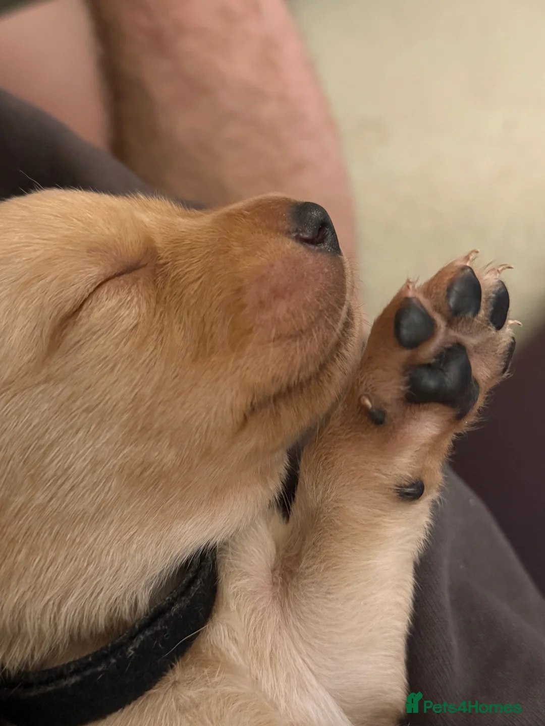 Labrador Retriever dogs for sale: KC registered black, yellow & red labradors  - Advert 4