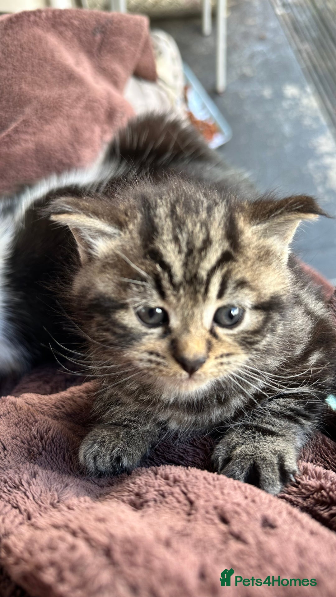 Mixed Breed cats for sale: Adorable kittens - Image 3