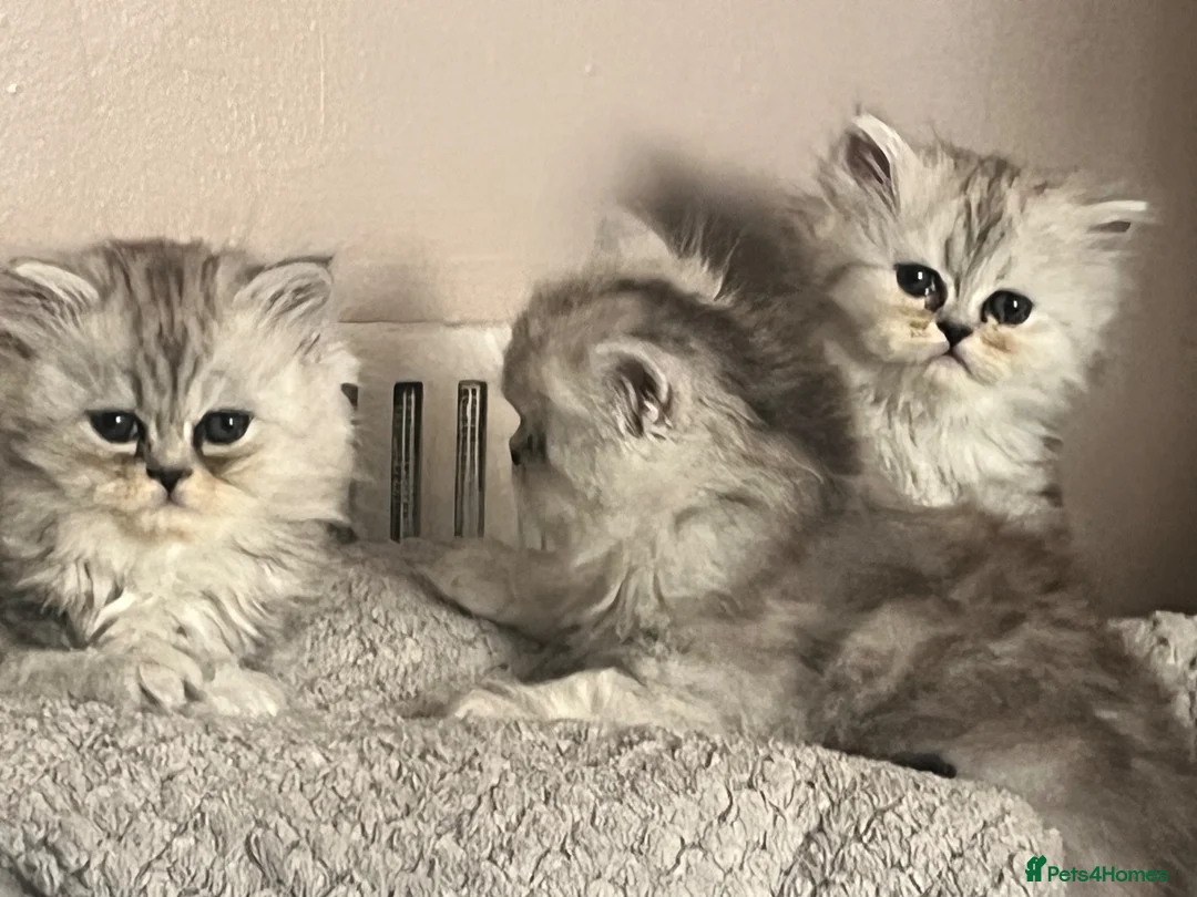 Persian cats for sale: Beautiful blue eyed Persian  - Advert 2