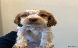 Cocker Spaniel dogs for sale: Beautiful Lemon & Brown Cocker Spaniel Puppies  - Image 4