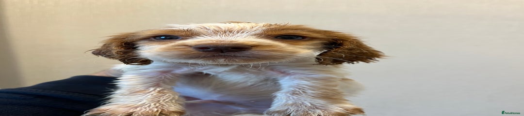 Cocker Spaniel Puppy 3