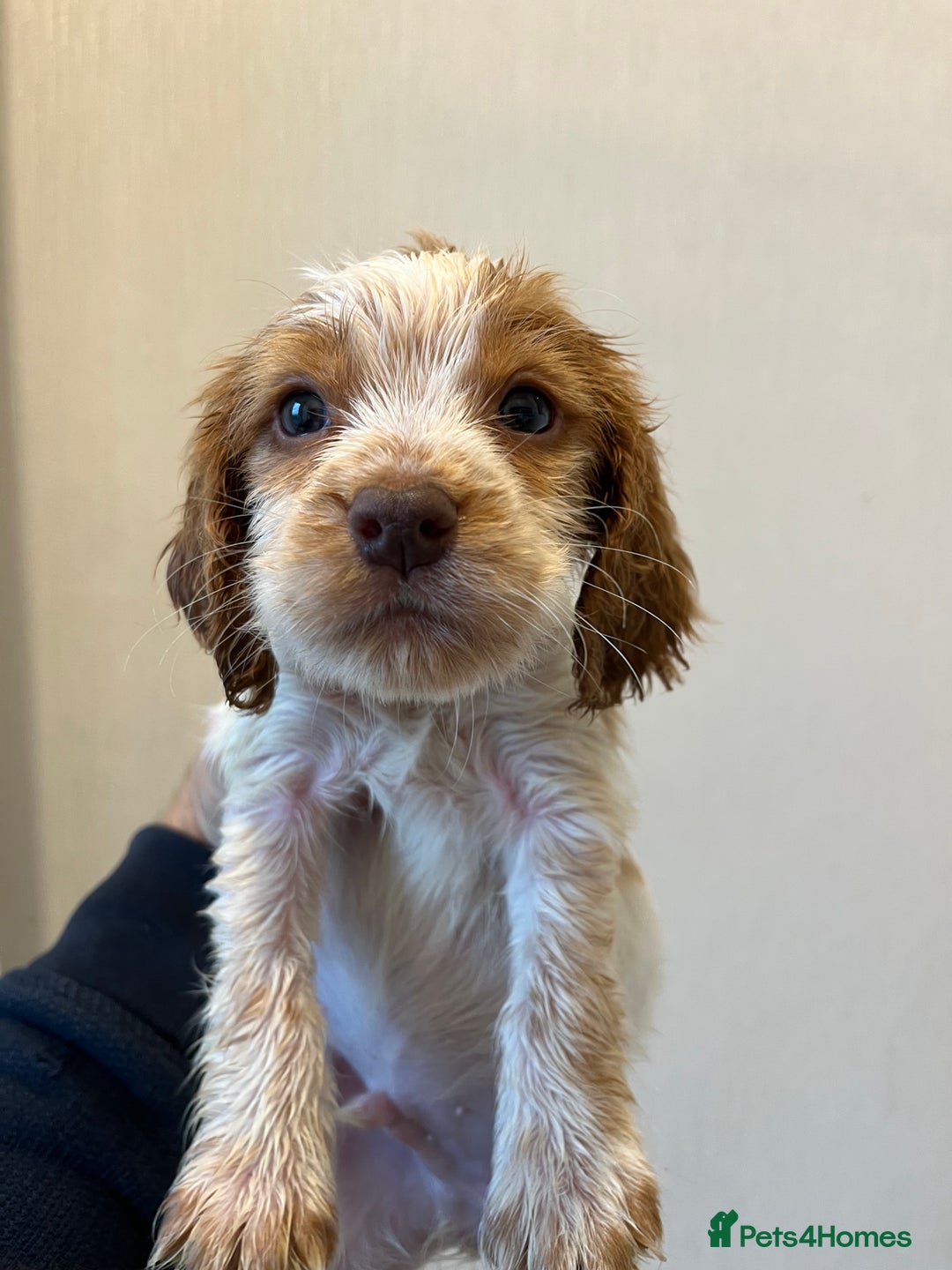 Cocker Spaniel dogs for sale: Beautiful Lemon & Brown Cocker Spaniel Puppies  - Image 4