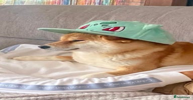Japanese Shiba Inu dogs - Advert 1