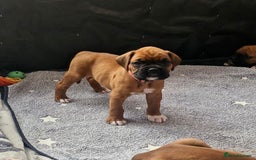 Boxer dogs for sale: Gorgeous Litter of 9 KC Registered Boxer Puppies - Image 7