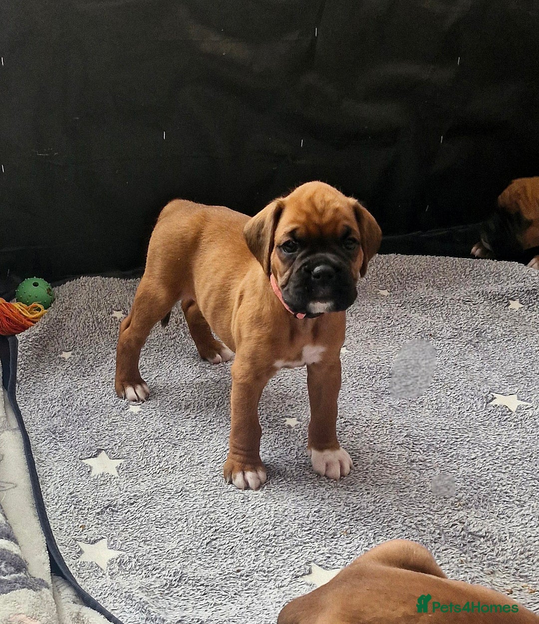 Boxer dogs for sale: Gorgeous Litter of 9 KC Registered Boxer Puppies - Image 7
