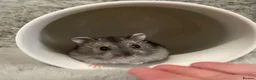 Hamster rodents for sale: Baby Winter White Russians from our show stock  - Advert 2