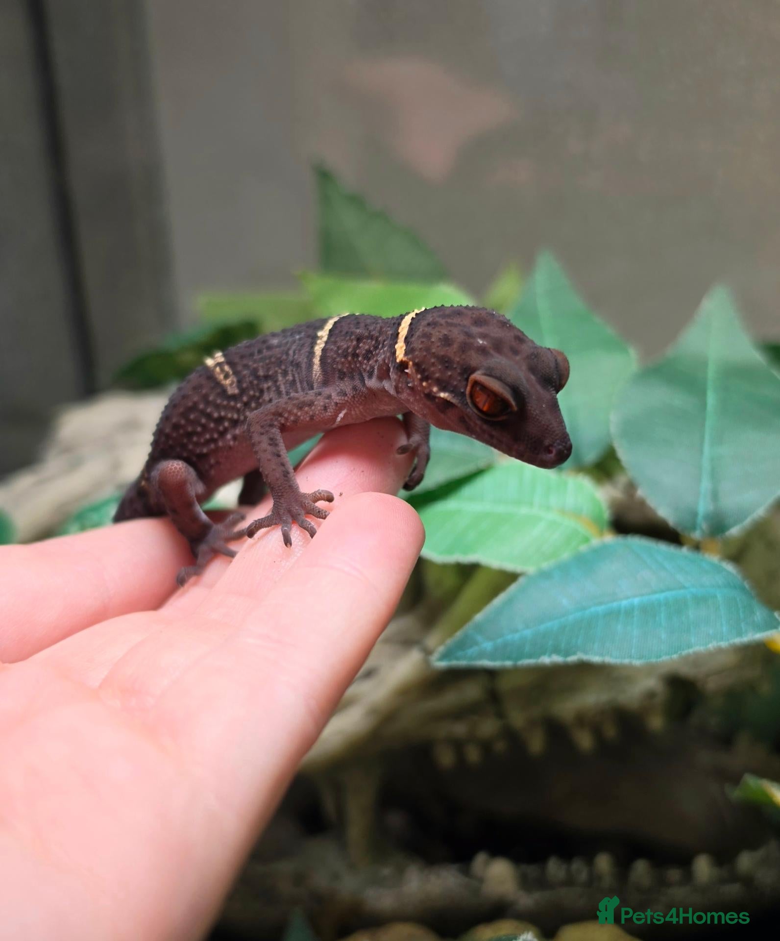 Gecko reptiles for sale: Chinese Cave Gecko and Exo Terra enclosure - Advert 10