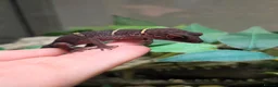 Gecko reptiles for sale: Chinese Cave Gecko and Exo Terra enclosure - Advert 1