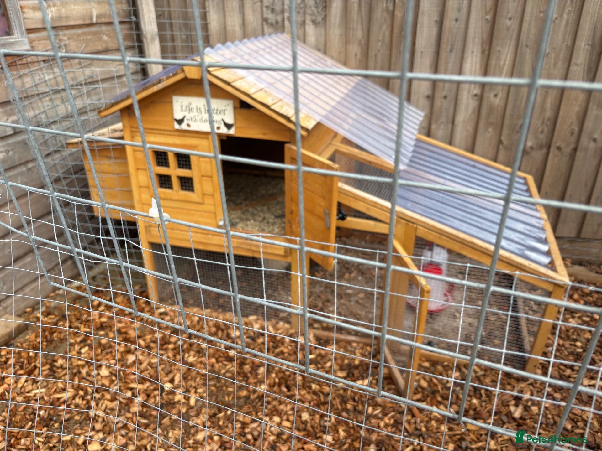 Chickens poultry Chicken set up, hens and coop/house  - Advert 1