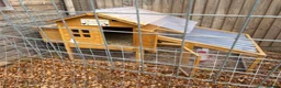 Chickens poultry for sale: Chicken set up, hens and coop/house  - Advert 1