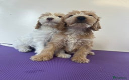 Cockapoo dogs for sale: Cockapoos ready now - Image 3
