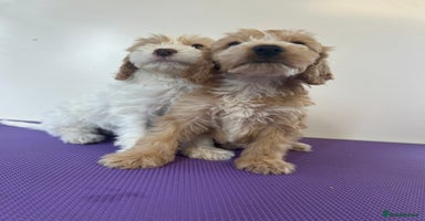 Cockapoo dogs - Advert 11