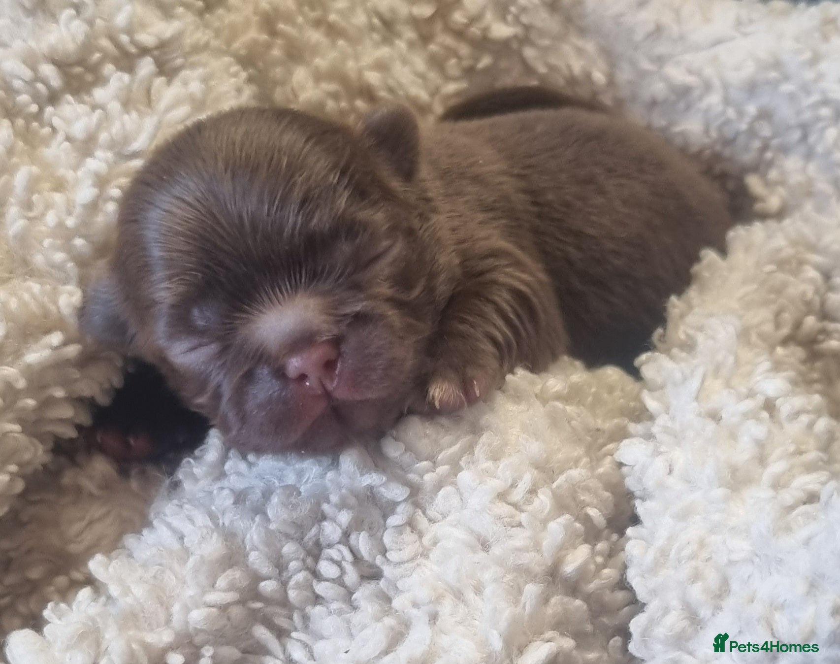 Chihuahua dogs Beautiful Long Haired Chihuahua Puppies - Advert 2