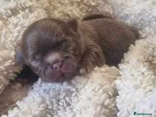 Chihuahua dogs Beautiful Long Haired Chihuahua Puppies - Advert 2