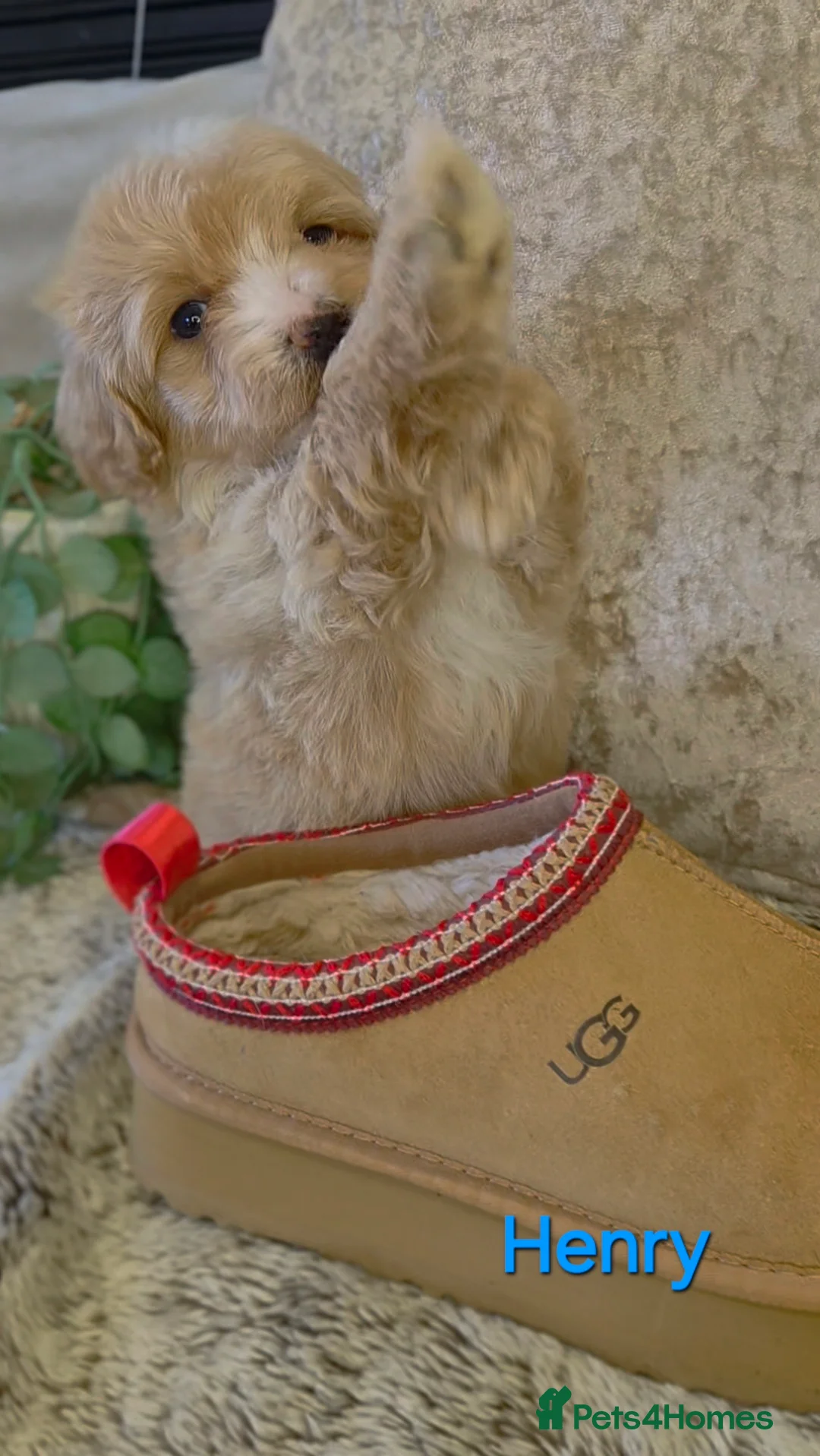 Maltipoo dogs for sale: Quality Toy Maltipoos Japan & USA CHAMPION lines  - Advert 40