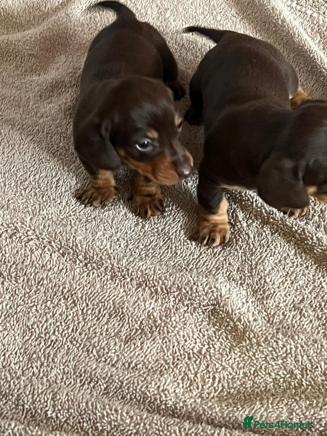 Miniature Dachshund dogs for sale: Chocolate & tan miniature dachshunds  - Advert 4