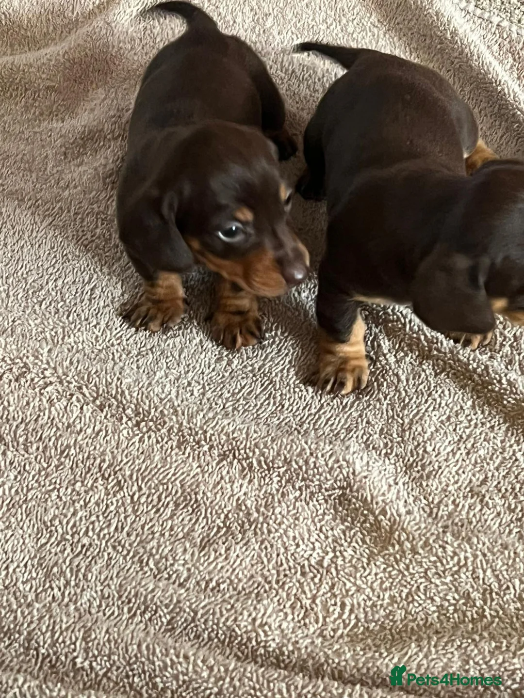 Miniature Dachshund dogs for sale: ONLY 3 LEFT miniature dachshunds - Advert 4