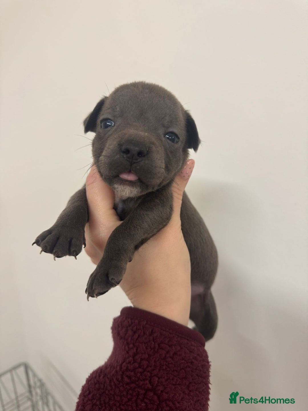 Staffordshire Bull Terrier dogs for sale:  KC Registered Staffordshire Bull Terrier Puppies - Advert 11