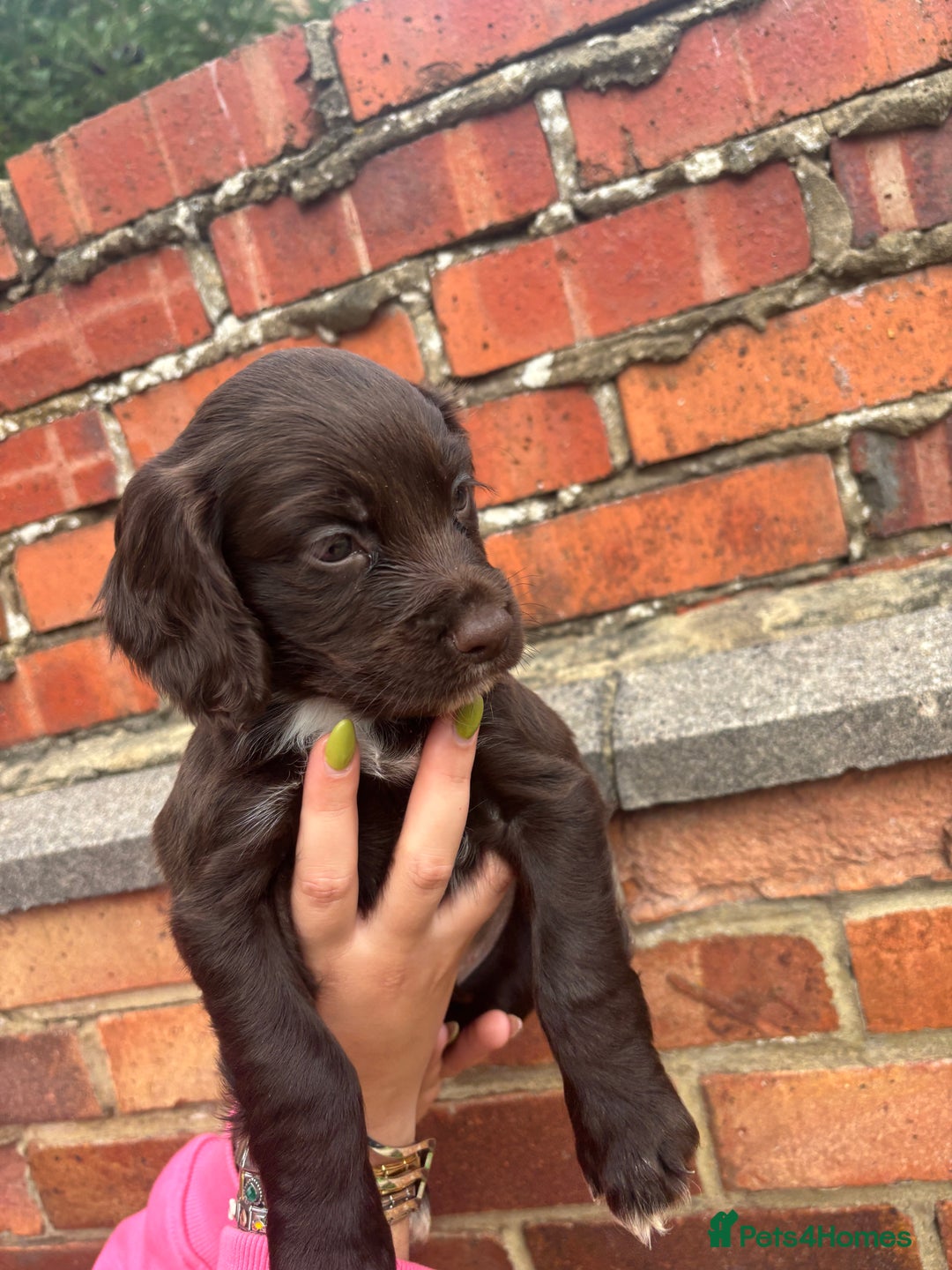 Cocker Spaniel dogs for sale: 3 male cocker spaniel pups  - Image 21