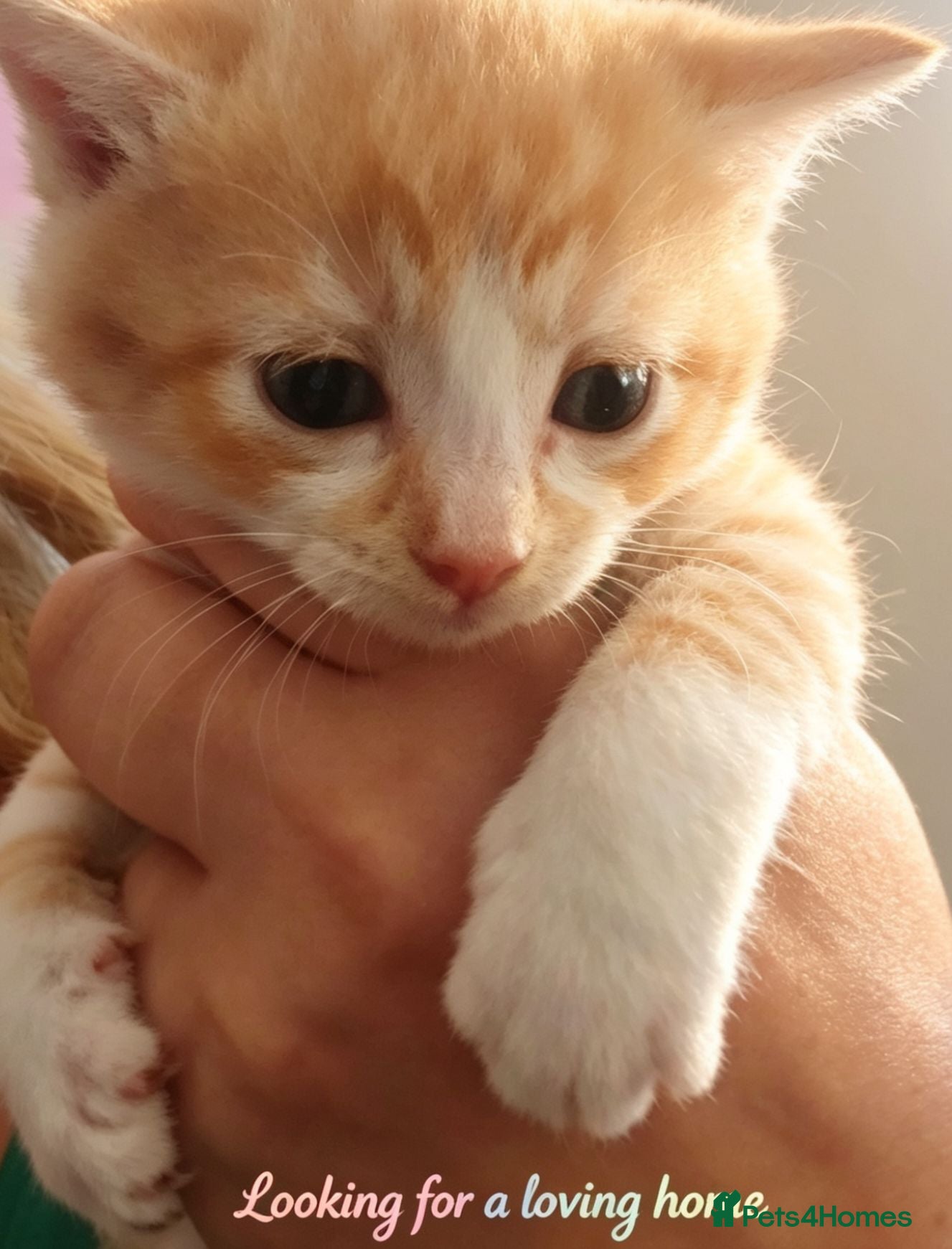 Mixed Breed cats Kittens looking for home ginger black white black - Advert 3
