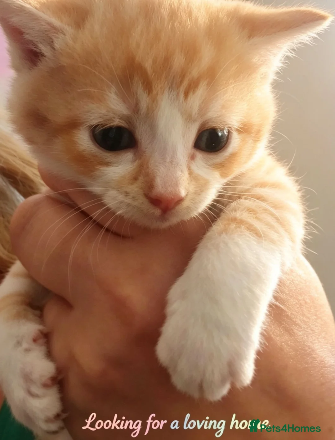 Mixed Breed cats for sale: Kittens looking for home ginger black white black - Advert 1
