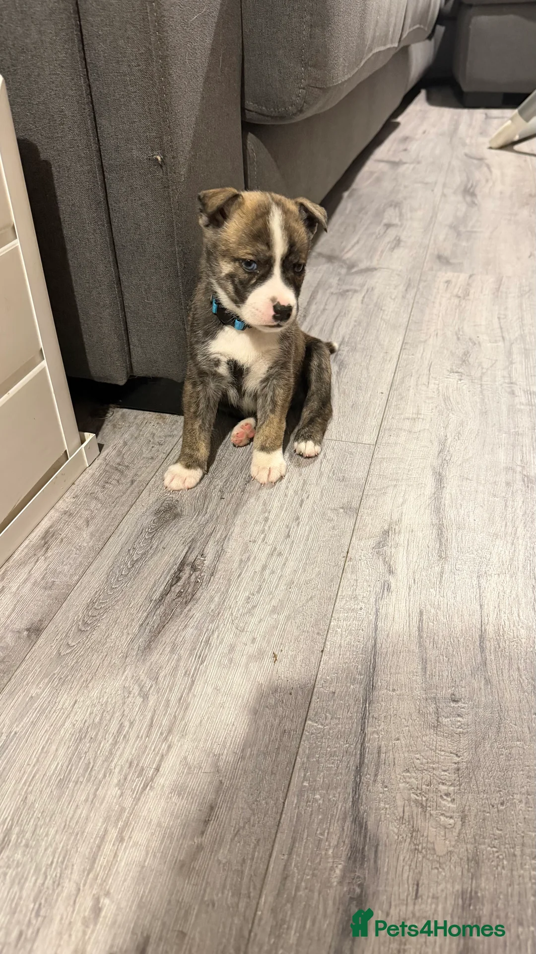 Mixed Breed dogs for sale: Staffy/Husky Puppies  - Advert 6