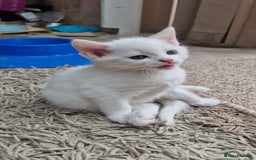 Mixed Breed cats for sale: White kittens. Ready Now. £150 each - Image 18