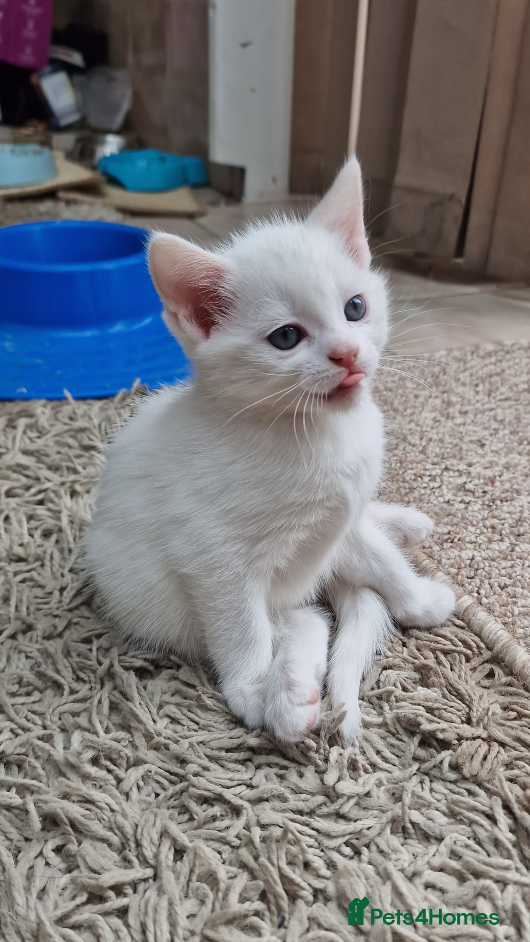 Mixed Breed cats for sale: White kittens. Ready Now. £150 each - Image 18
