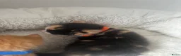 Mixed Breed cats for sale: Gorgeous playful kittens  - Advert 14