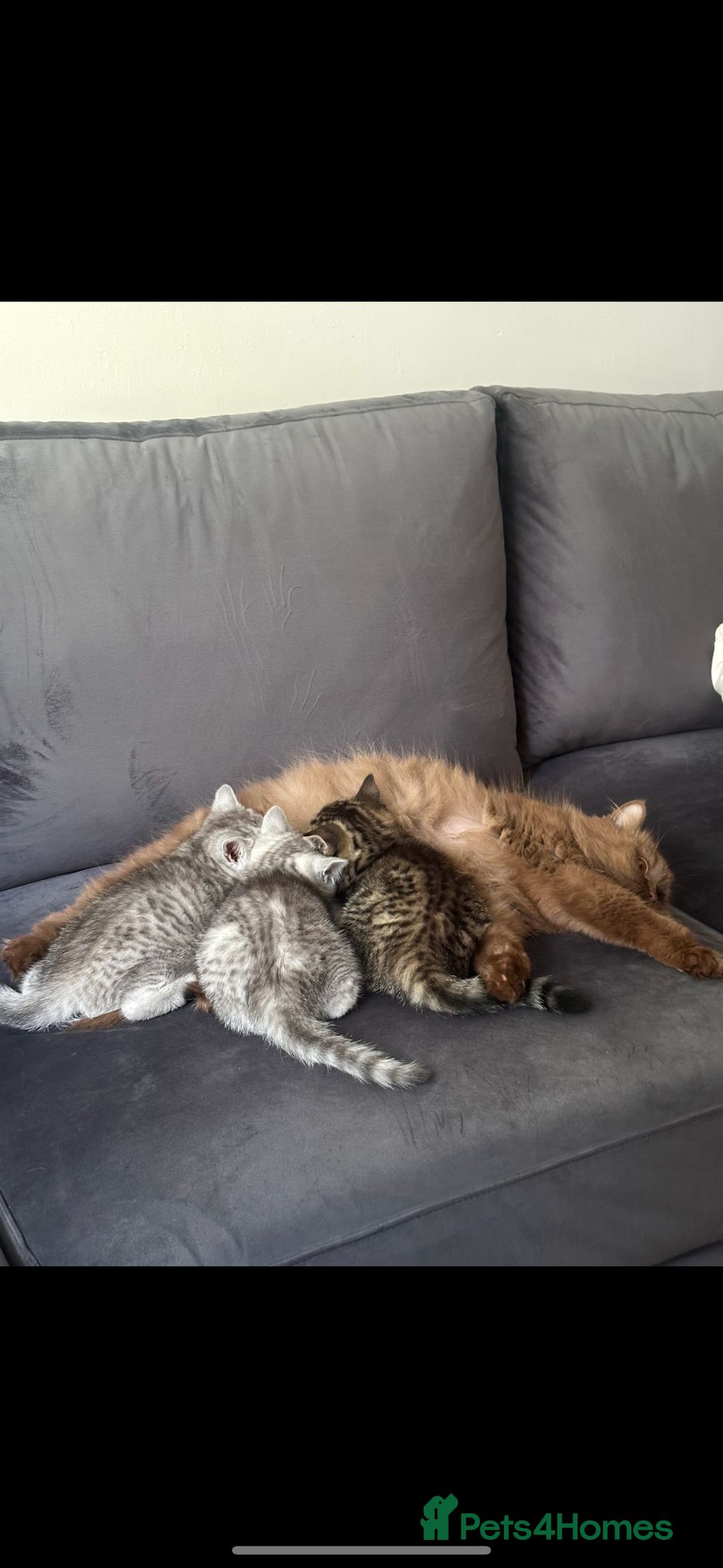 British Shorthair cats for sale: Beautiful British Shorthair Girls - Image 9