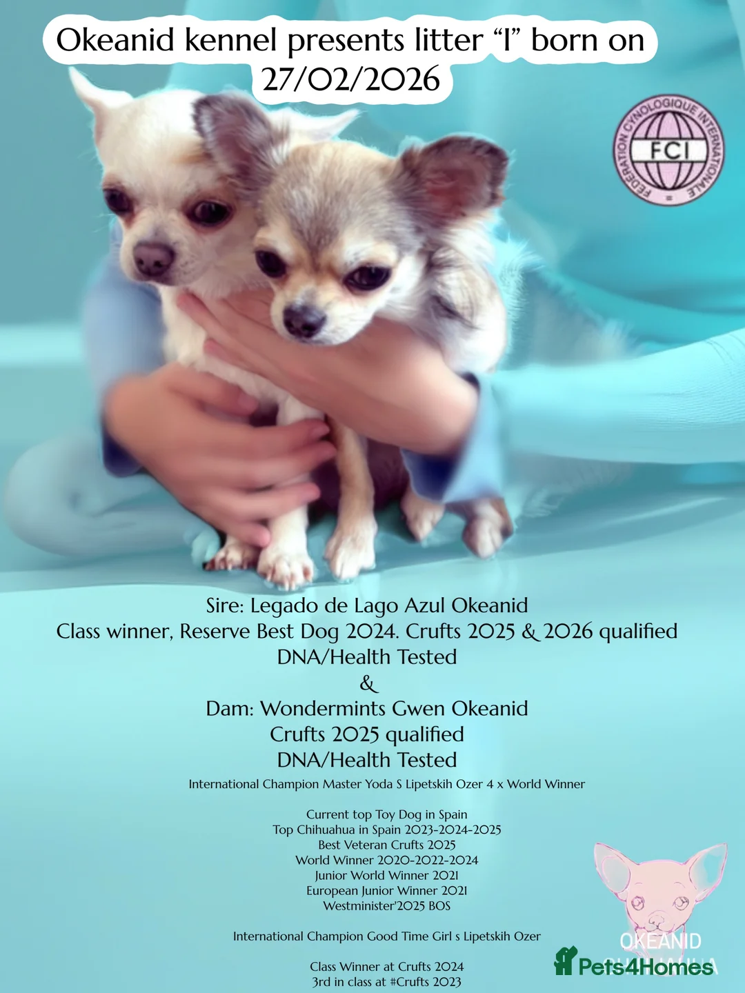 Chihuahua dogs for sale: Beautiful KC registered Chihuahua puppies - Advert 1