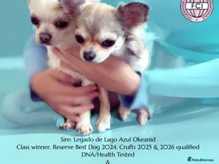 Chihuahua dogs Beautiful KC registered Chihuahua puppies - Advert 1