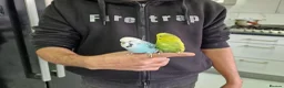 Budgerigars birds for sale: Super Silly hand tamed budgies  - Advert 11