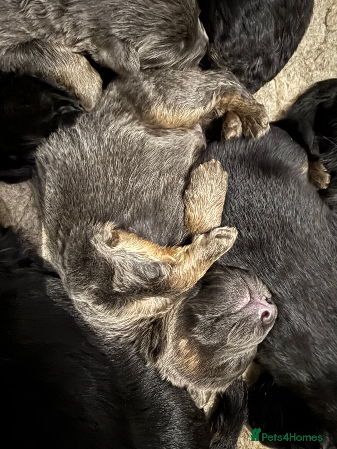 German Shepherd dogs for sale: KC GSD long coat.  Fantastic bloodlines.  - Advert 8