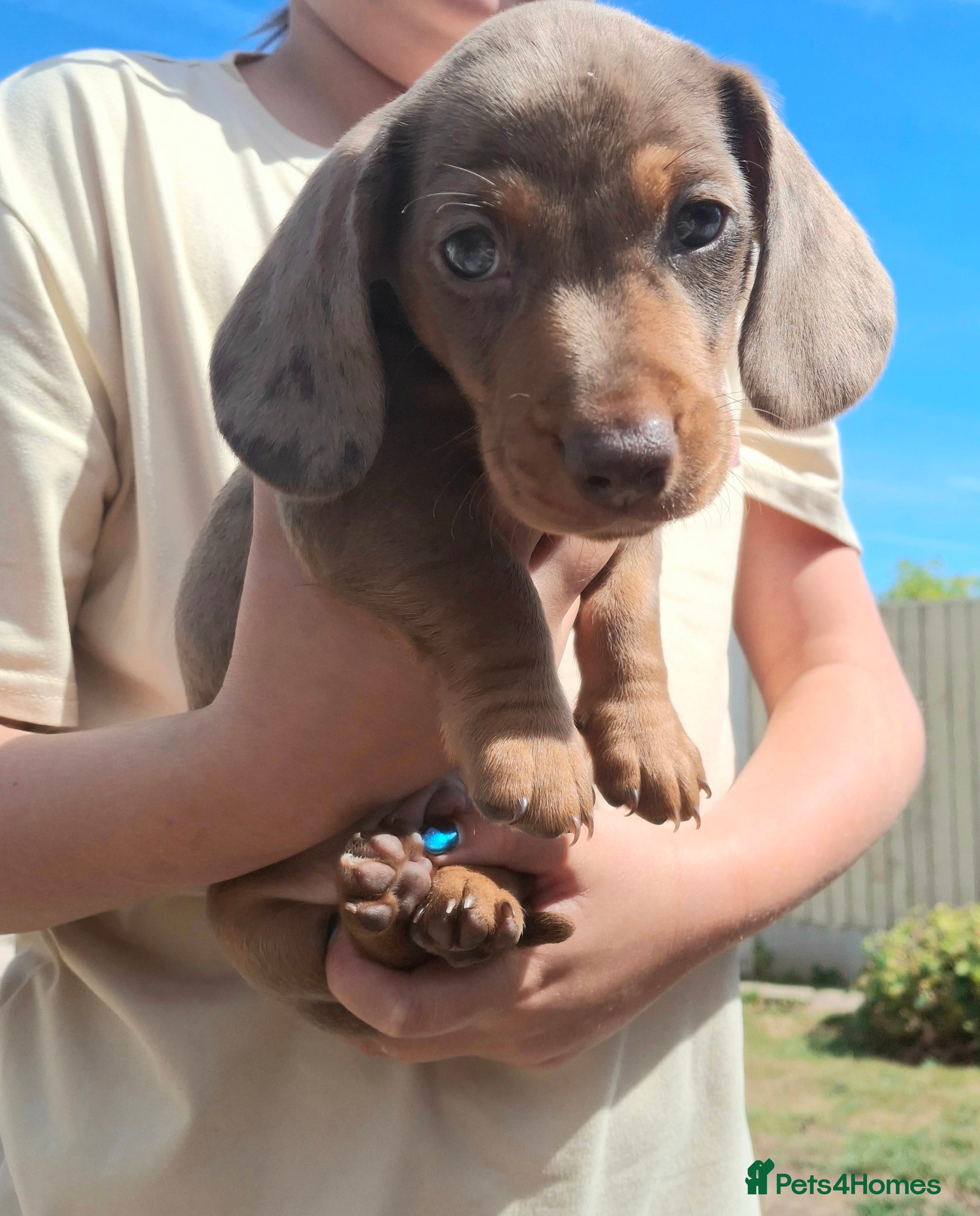 Miniature Dachshund dogs Miniature Dachshund puppies  - Advert 8