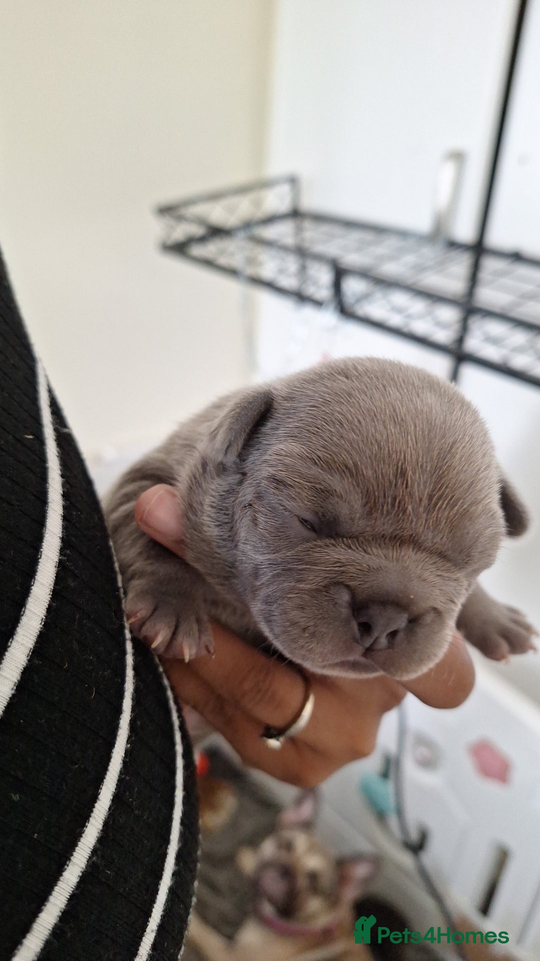 French Bulldog dogs for sale: 5 Beautiful French bulldogs - Image 29