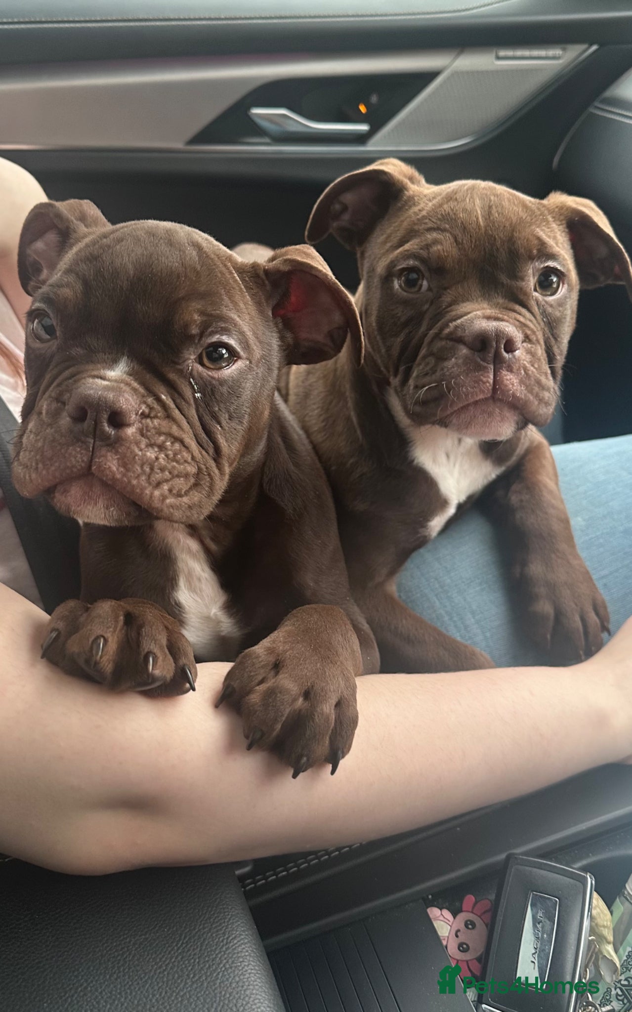 Old Tyme Bulldog dogs * price reduced* old English bulldogs last 2 left  - Advert 3