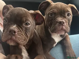 Old Tyme Bulldog dogs * price reduced* old English bulldogs last 2 left - Advert 3