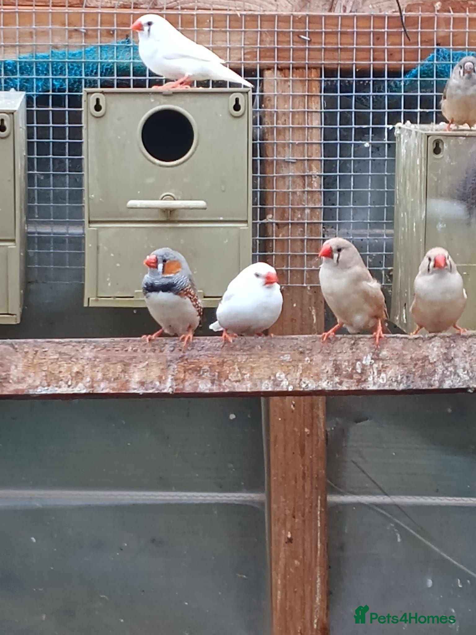 Finches birds Zebra finches  - Advert 8