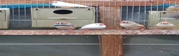 Finches birds for sale: Zebra finches and Silver Java Sparrows - Advert 1