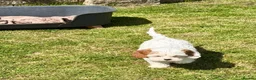 Cavapoo dogs for sale: Stunning home reared vet checked cavapoo puppies  in Leicester - Advert 10