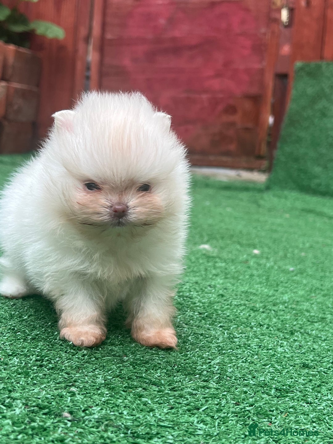 Pomeranian dogs for sale: Pomeranian toy  - Image 23