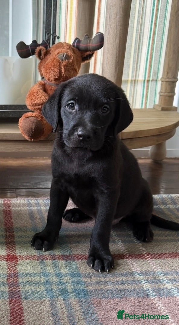 Labrador Retriever dogs READY NOW Beautiful KC reg girl - health tested - Advert 2