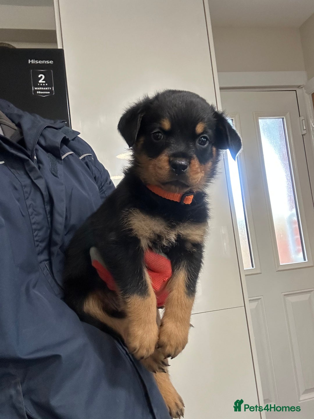 Rottweiler dogs for sale: Rottweiler puppies For sale  - Image 8