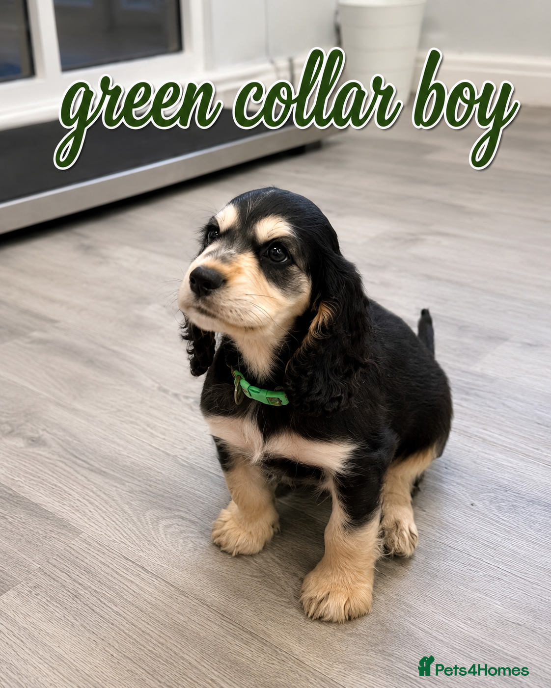 Cocker Spaniel dogs Only 3 boys left  - Advert 16